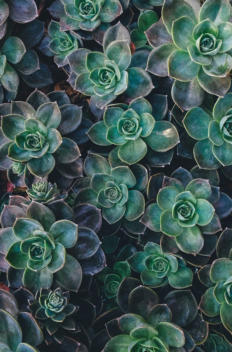 Succulent Wall Decor