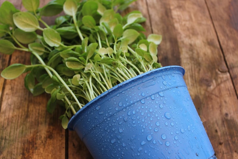 Upcycled Container Gardening