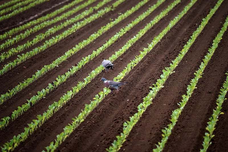 Vegetable Growing Tricks